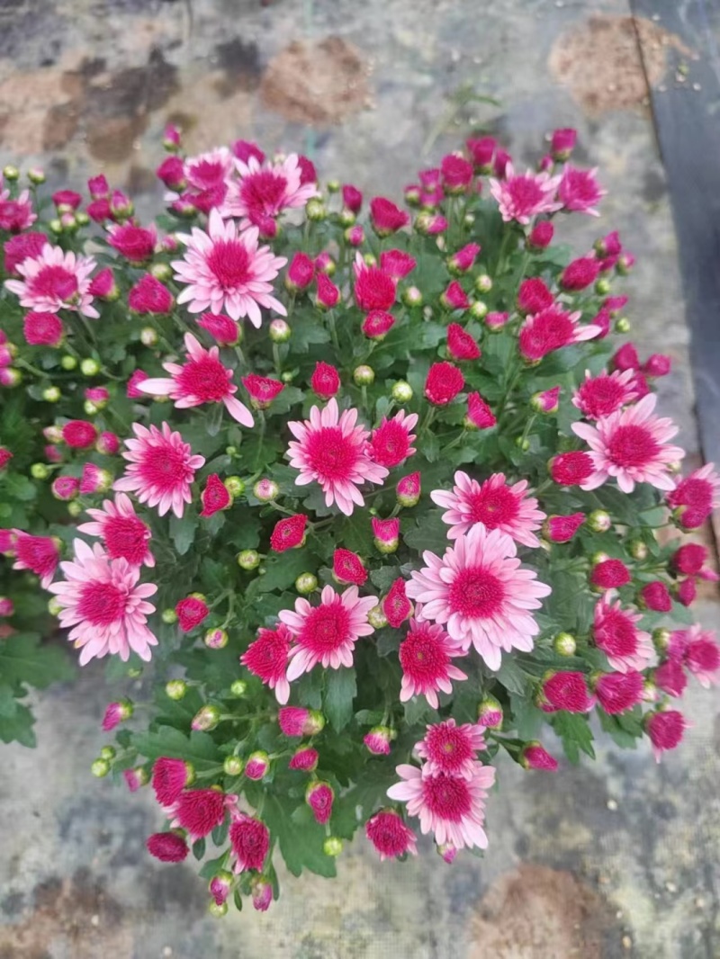 球菊，菊花，球菊，九月菊，千头菊，金丝菊，大菊花