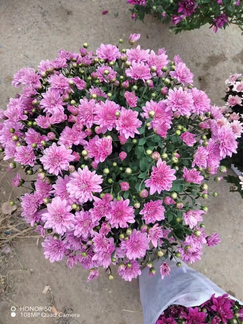 球菊，菊花，球菊，九月菊，千头菊，金丝菊，大菊花