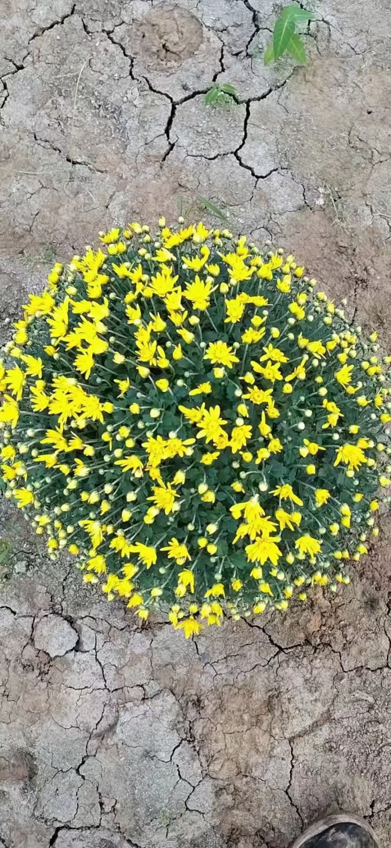 球菊，菊花，球菊，九月菊，千头菊，金丝菊，大菊花