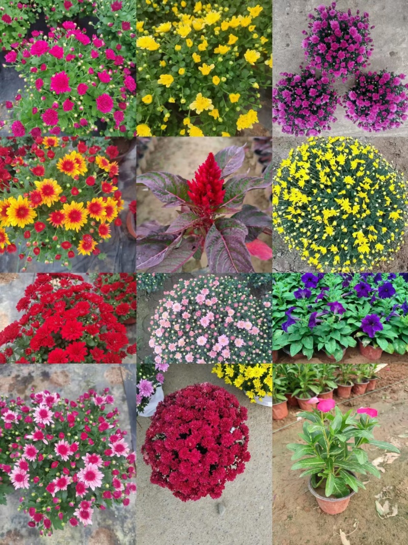 球菊，菊花，球菊，九月菊，千头菊，金丝菊，大菊花