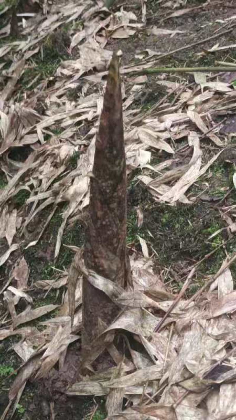 高山️竹笋大量上市，产地直发，品质保证，服务周到