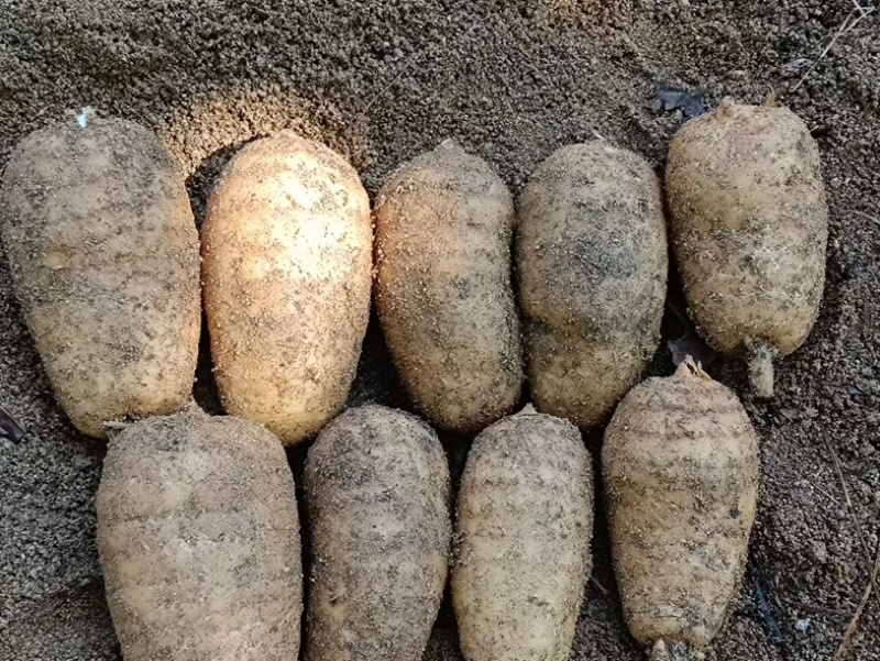 安徽金寨大别山新鲜乌红天麻新鲜天麻鲜天麻