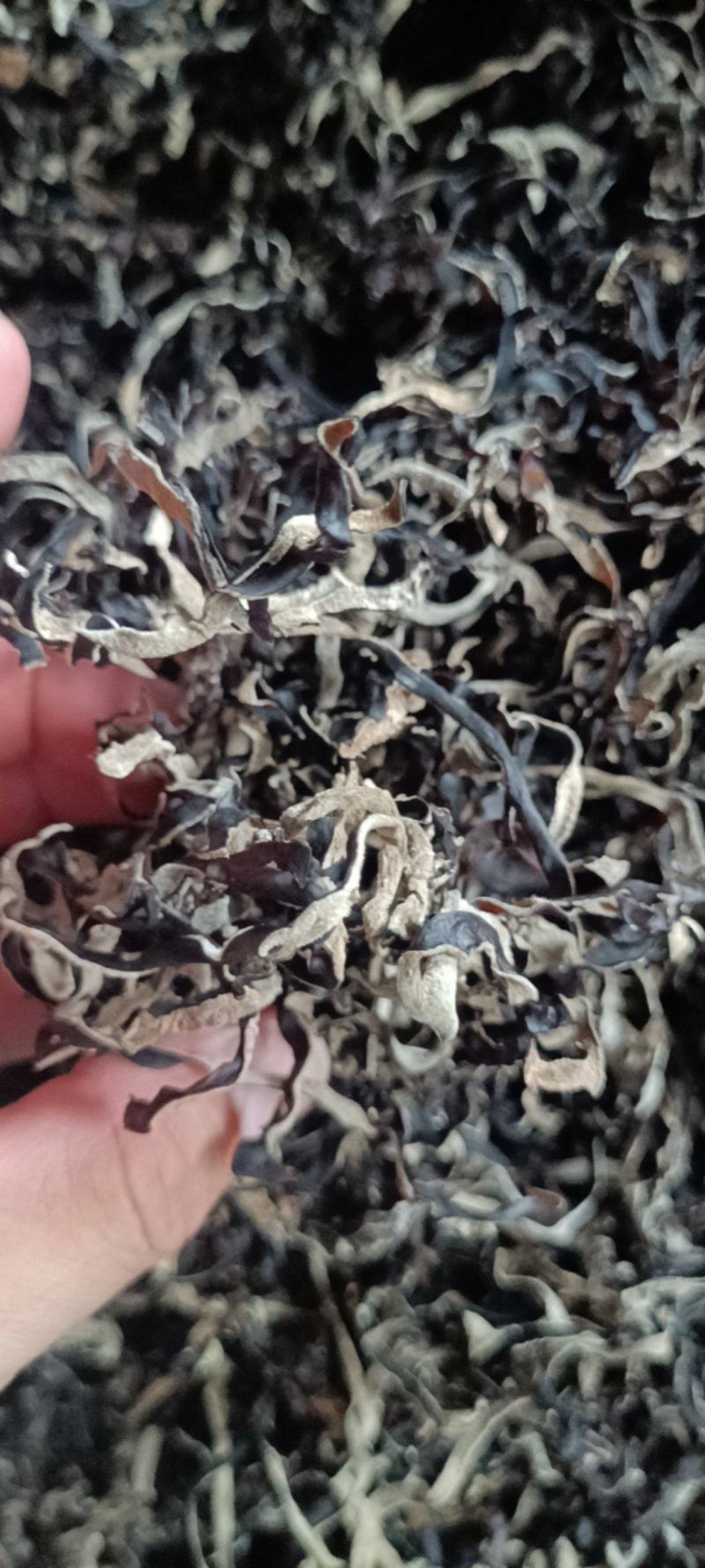 木耳丝电商货木耳丝整件批发干木耳丝剪根挖洞木耳丝木耳丝