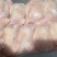 种母鸡排腿