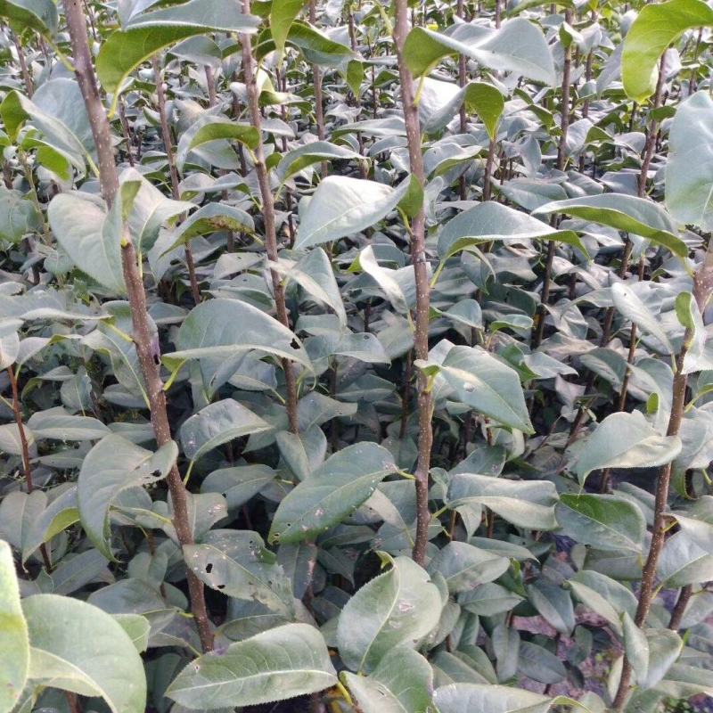 嫁接黄金梨树苗提供技术指导基地直发常年经营品种多规格齐全