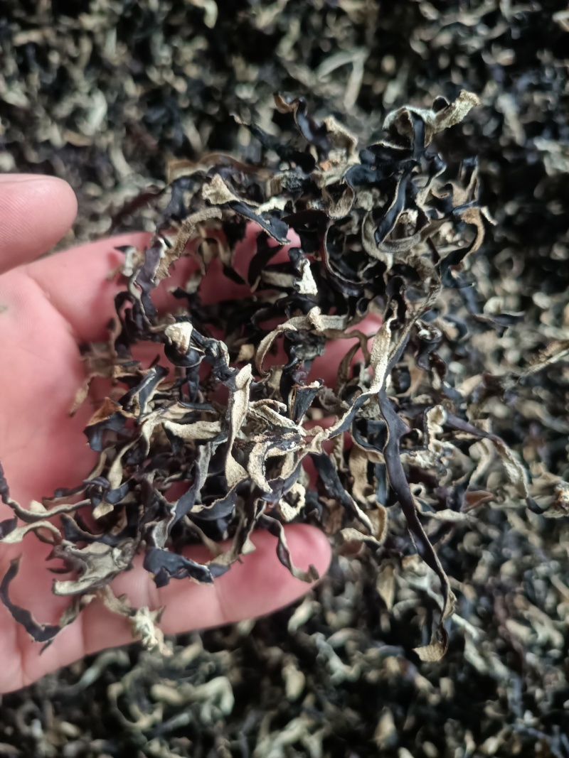 电商便宜木耳丝批发零售干木耳丝优质商用木耳丝木耳丝木耳丝