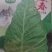 牛心甘蓝苗批发云贵川发货中