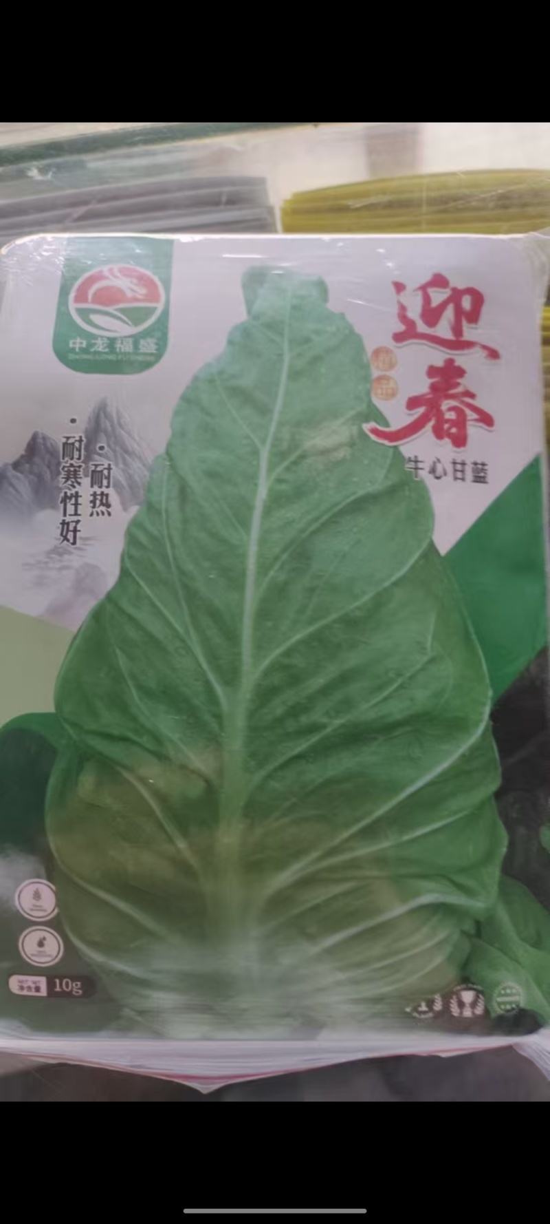 牛心甘蓝苗批发云贵川发货中