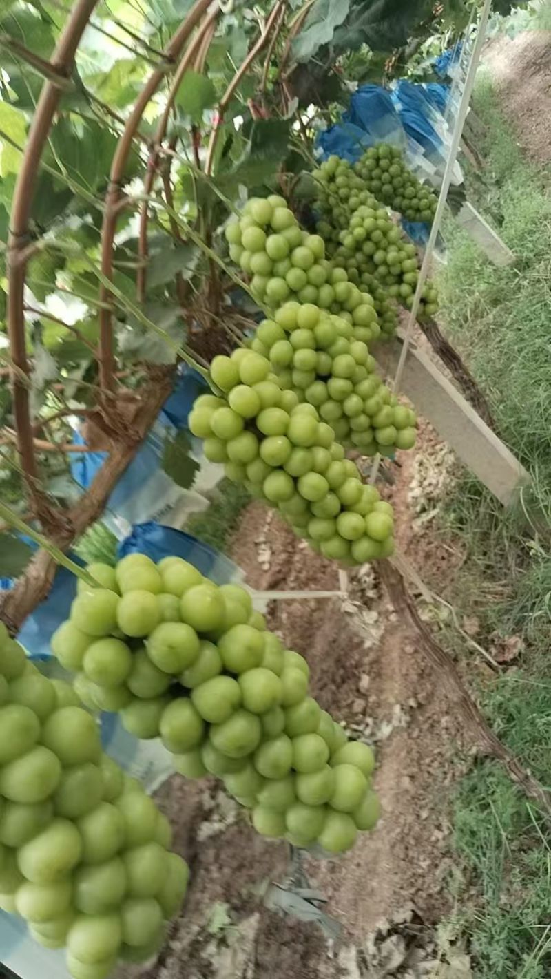 阳光玫瑰葡萄