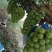 阳光玫瑰葡萄