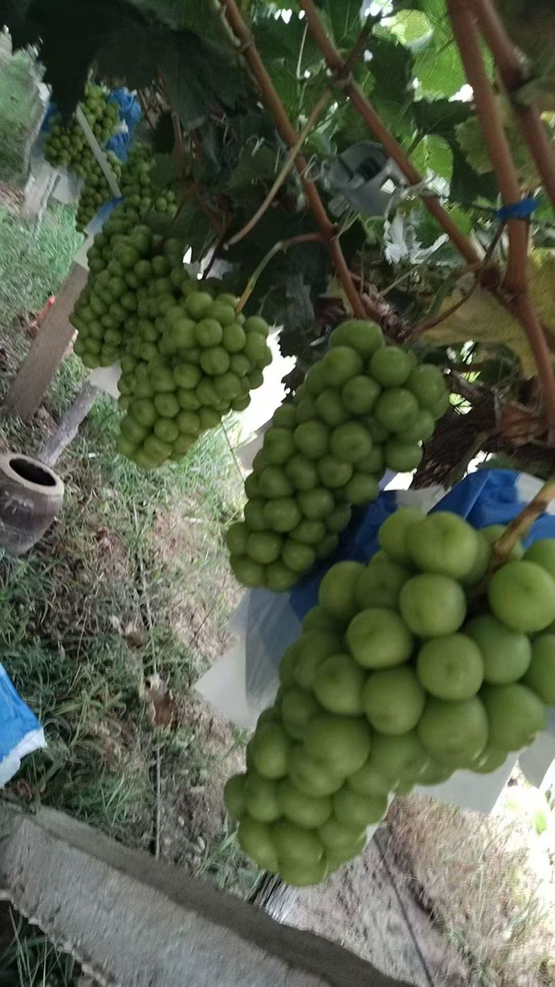 阳光玫瑰葡萄