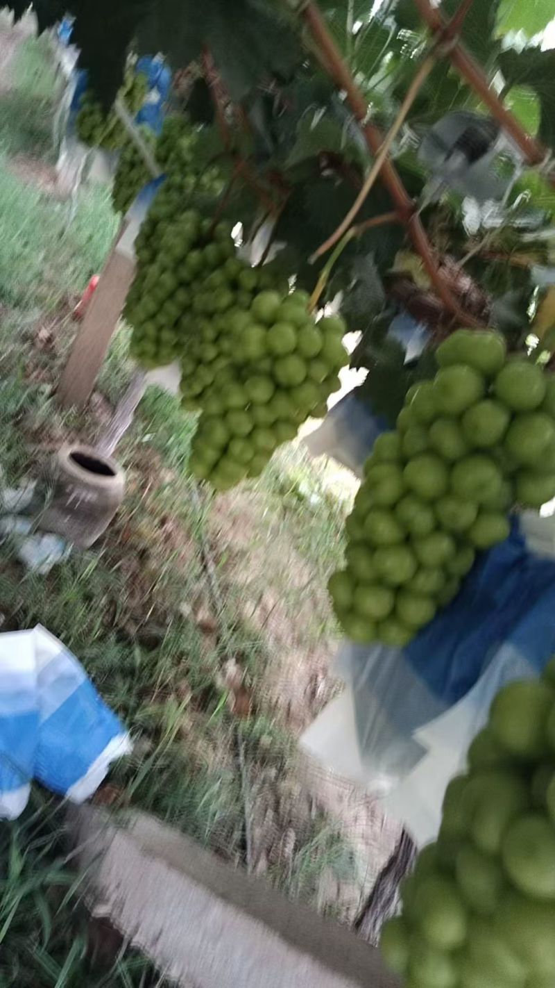 阳光玫瑰葡萄