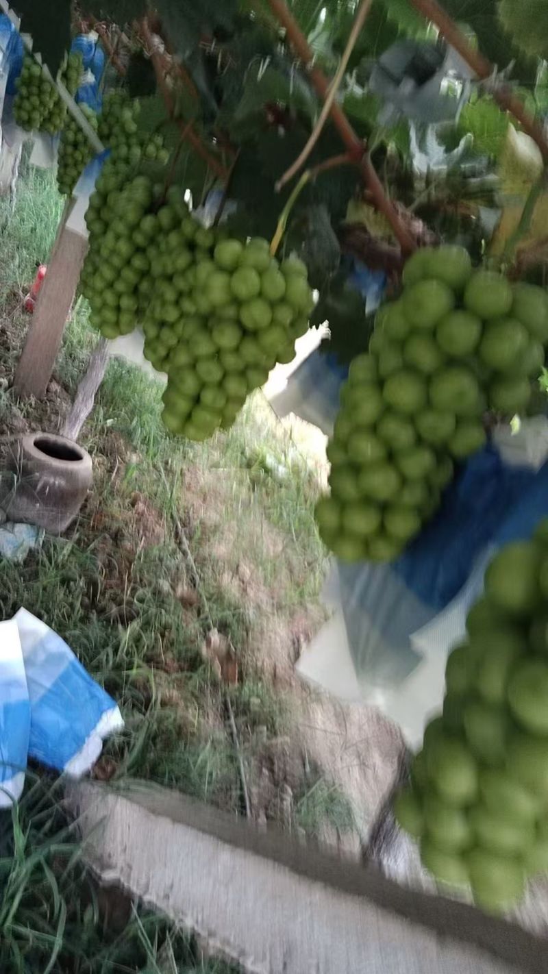 阳光玫瑰葡萄