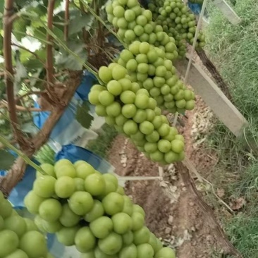 阳光玫瑰葡萄