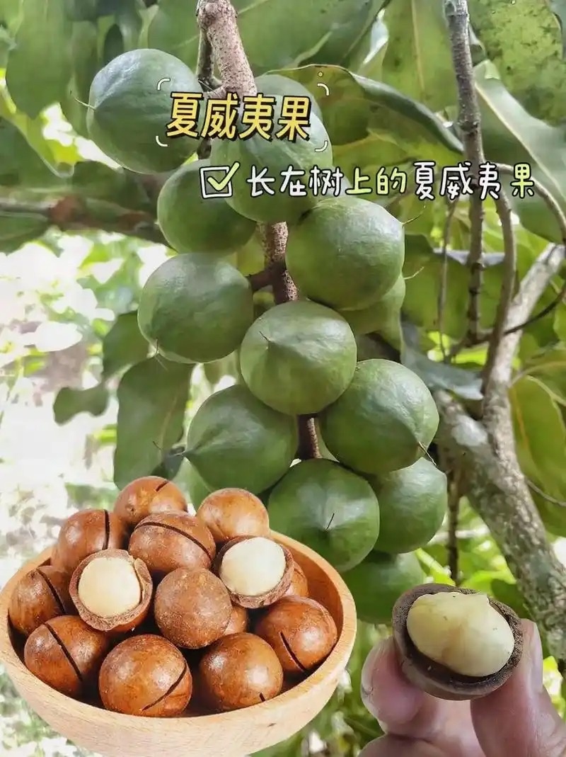 新鲜采摘云南夏威夷果全国发货规格全大量供应