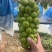河南夏邑，阳光玫瑰，大量上市，产地直供保质保量