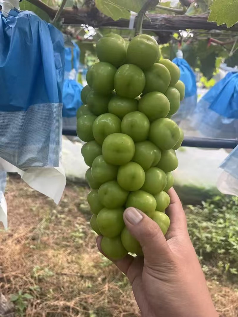 河南夏邑，阳光玫瑰，大量上市，产地直供保质保量