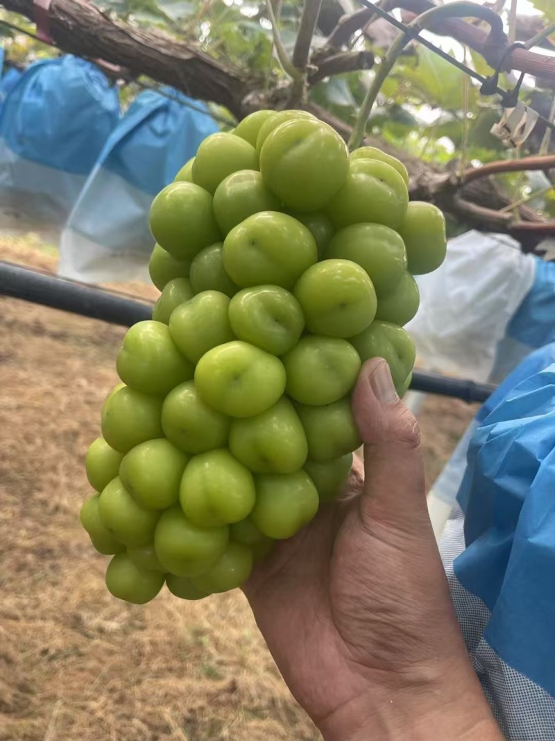 河南夏邑，阳光玫瑰，大量上市，产地直供保质保量