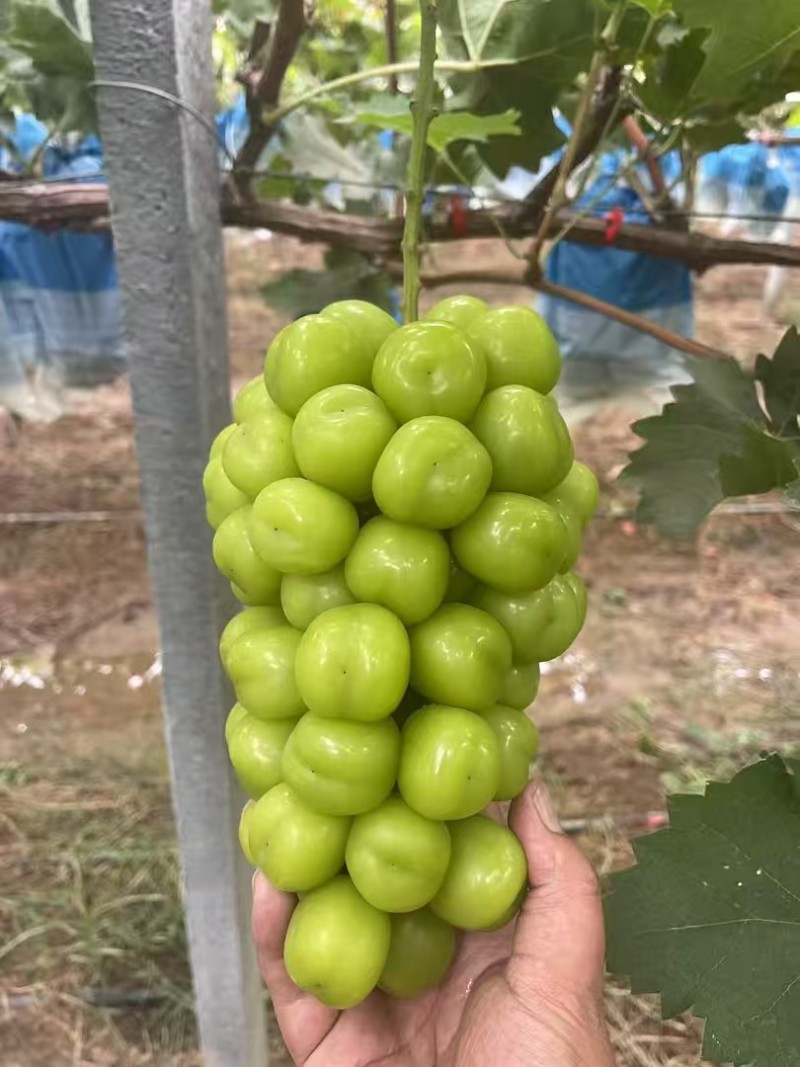 河南夏邑，阳光玫瑰，大量上市，产地直供保质保量