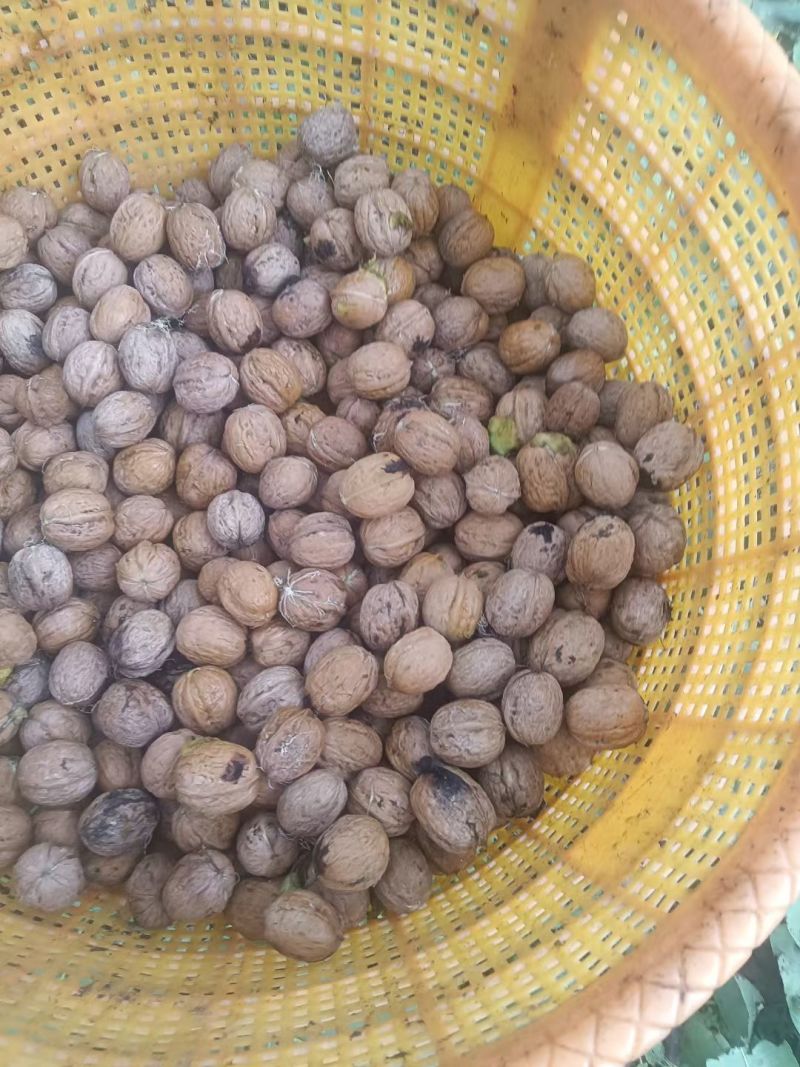 各种鲜核桃，干核桃，核桃仁