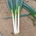 甘肃大葱钢葱40-45货源充足量大从优