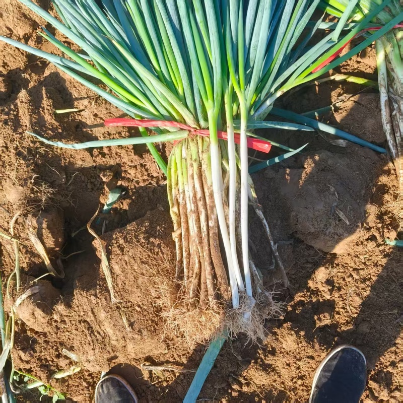 甘肃大葱钢葱40-45货源充足量大从优