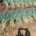 甘肃大葱钢葱40-45货源充足量大从优