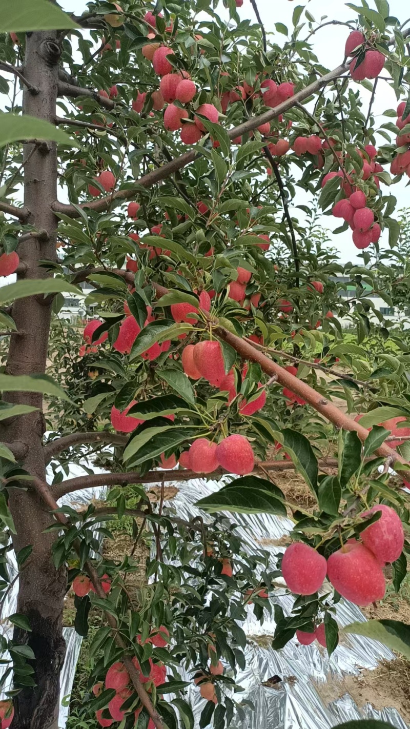 鸡心果