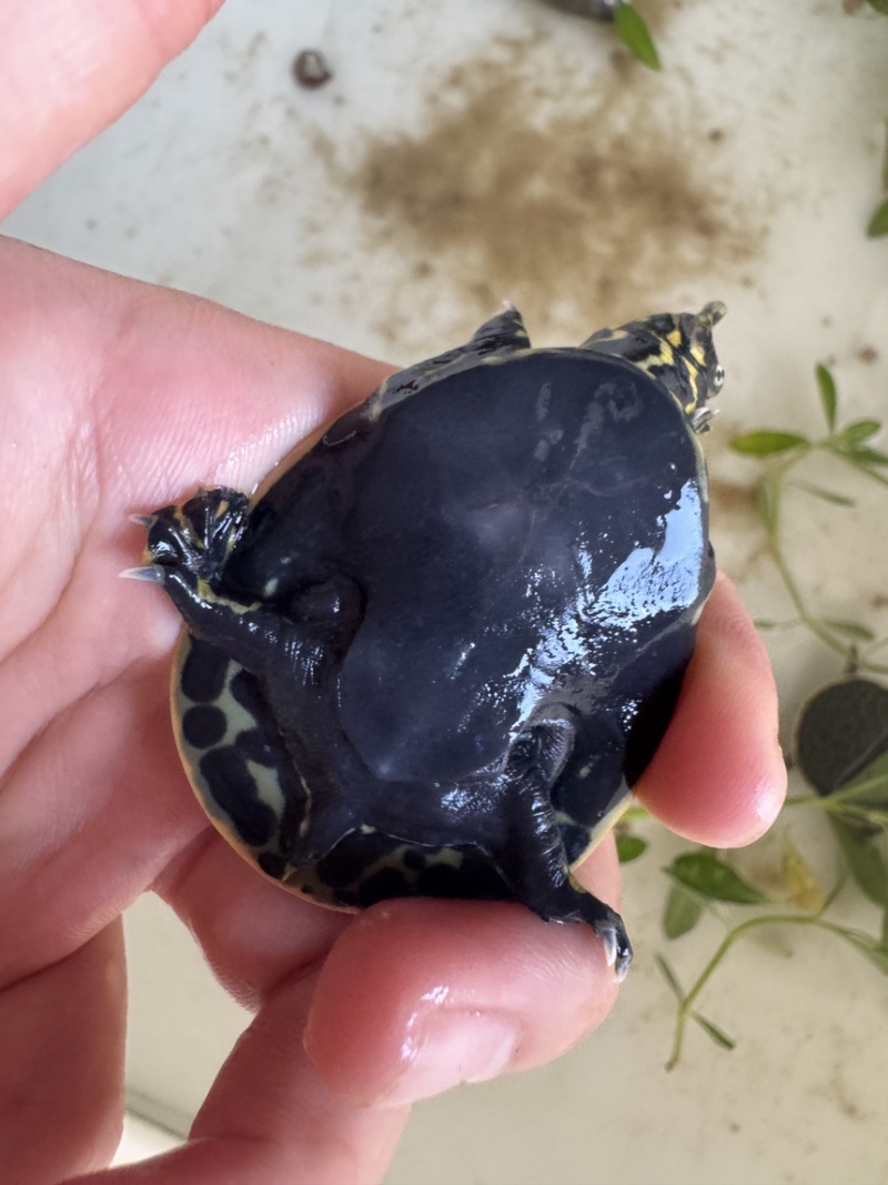 珍珠憋苗