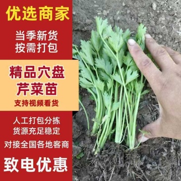 地拔芹菜苗基地直发