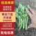 地拔芹菜苗基地直发