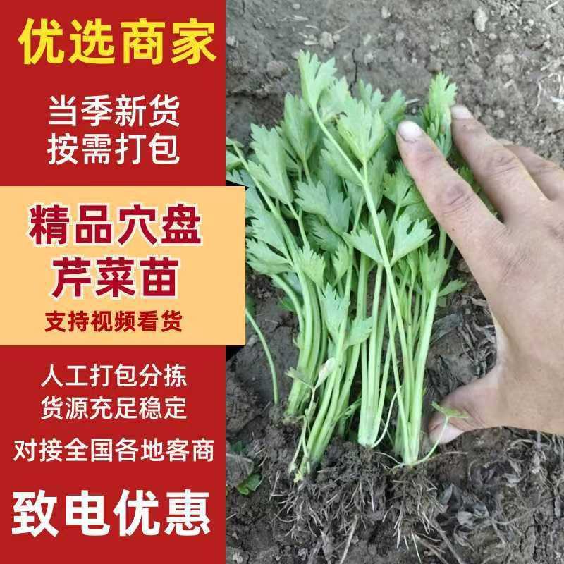 地拔芹菜苗基地直发