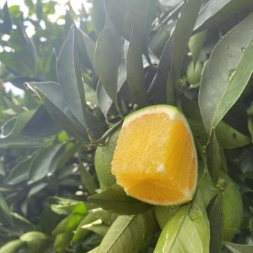 哀牢山冰糖橙精品优选一级果