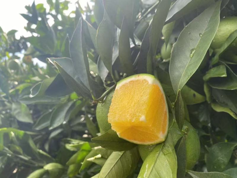 哀牢山冰糖橙精品优选一级果