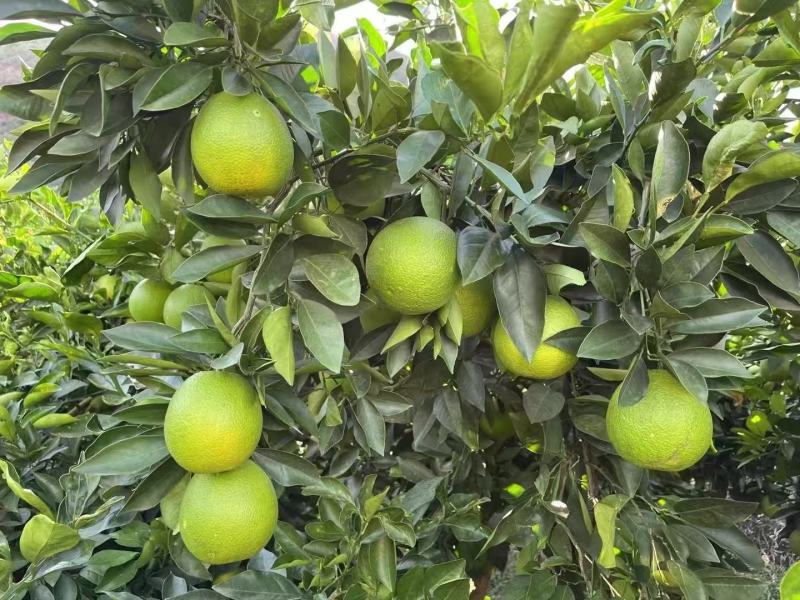 哀牢山冰糖橙精品优选一级果