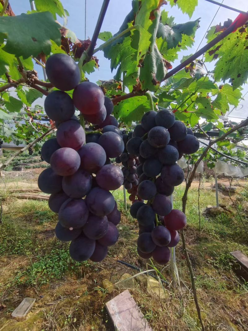 寿宁凤阳高山葡萄