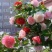 茶花带花苞发货
