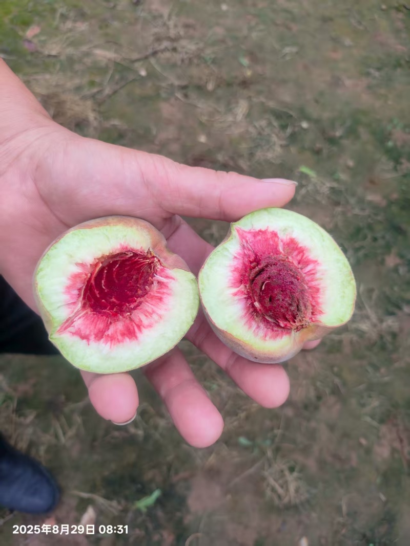 青州蜜桃青州蜜桃大老板二老板里离核蜜桃专业代办好货