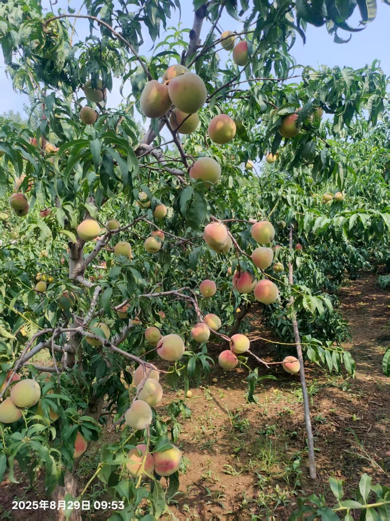 青州蜜桃青州蜜桃大老板二老板里离核蜜桃专业代办好货