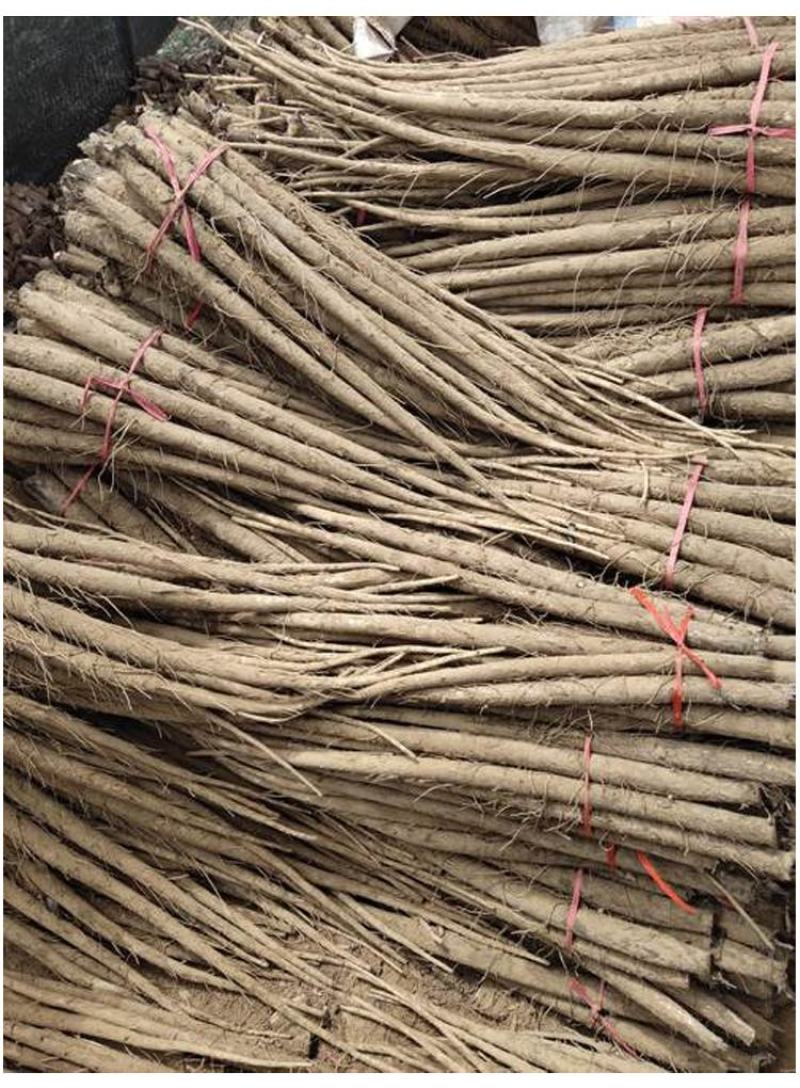 【量大优惠】云南无硫牛蒡根品质保障对接全国批发