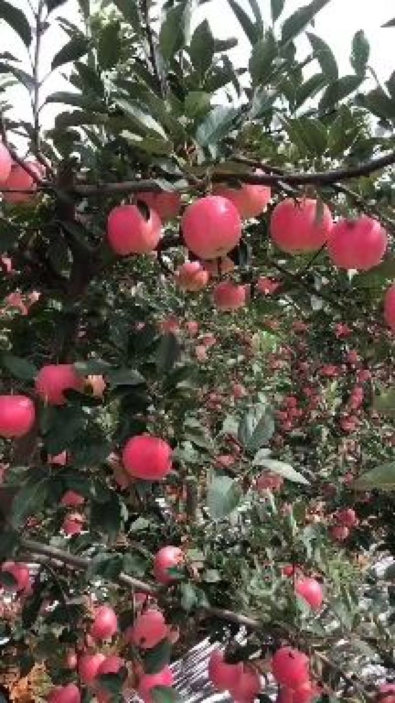山东美八苹果产地批发，一手货源，保证质量