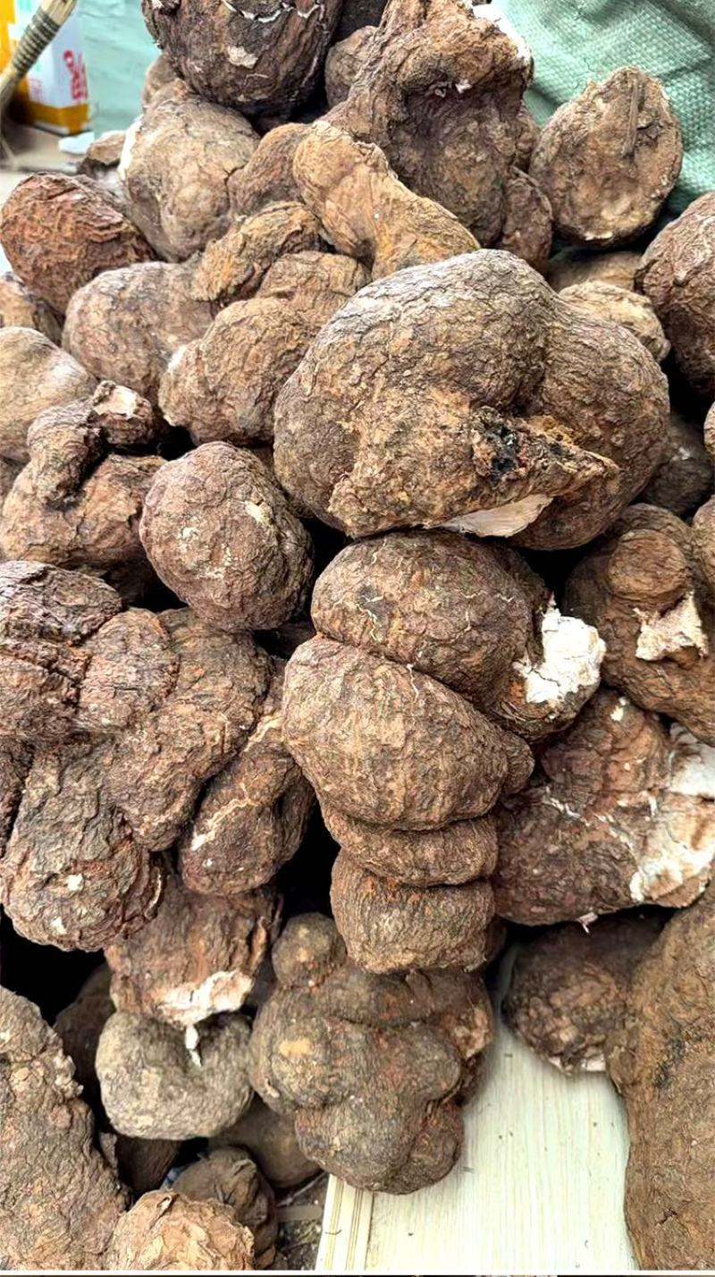 【品质】云南茯苓量大优惠对接全国批发电商欢迎来电咨询