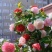 茶花带花苞发货