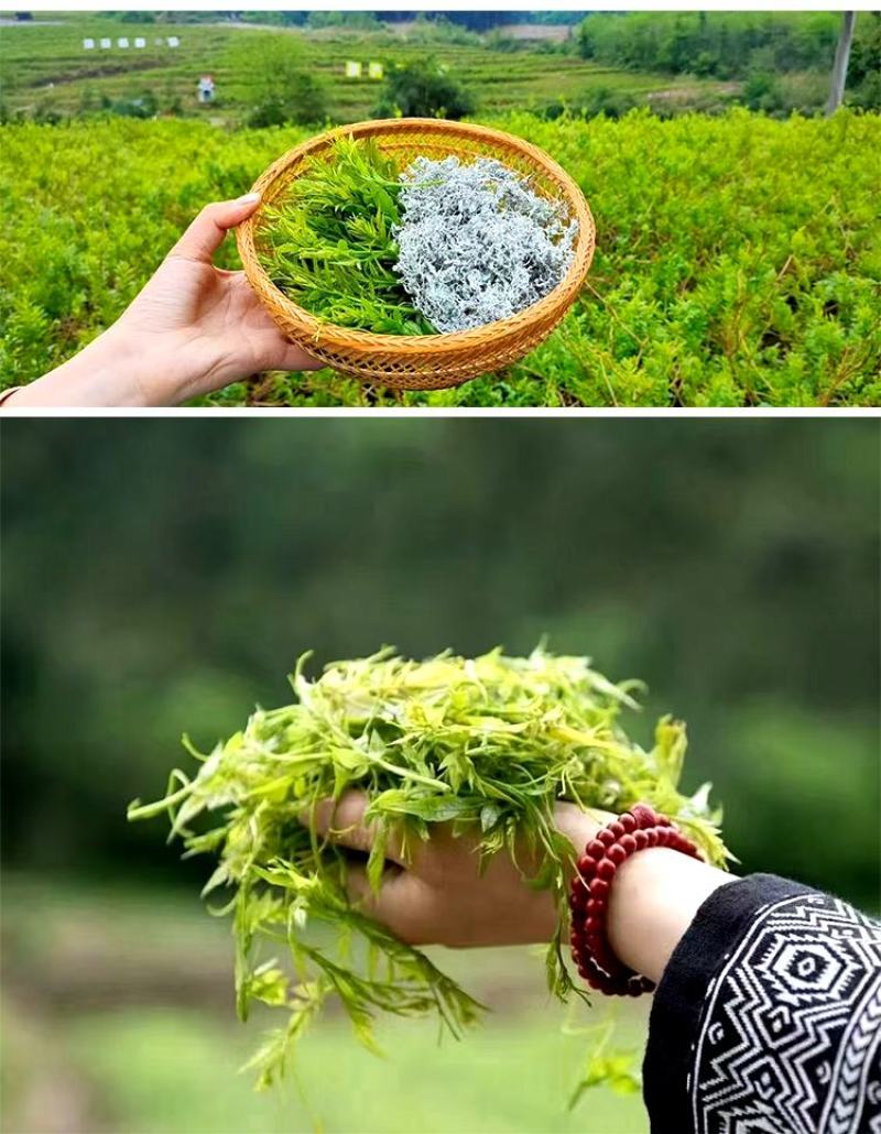 【量大优惠】云南莓茶品质保障对接全国批发电商商超电商