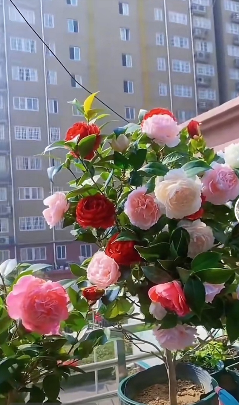茶花带花苞发货花期长