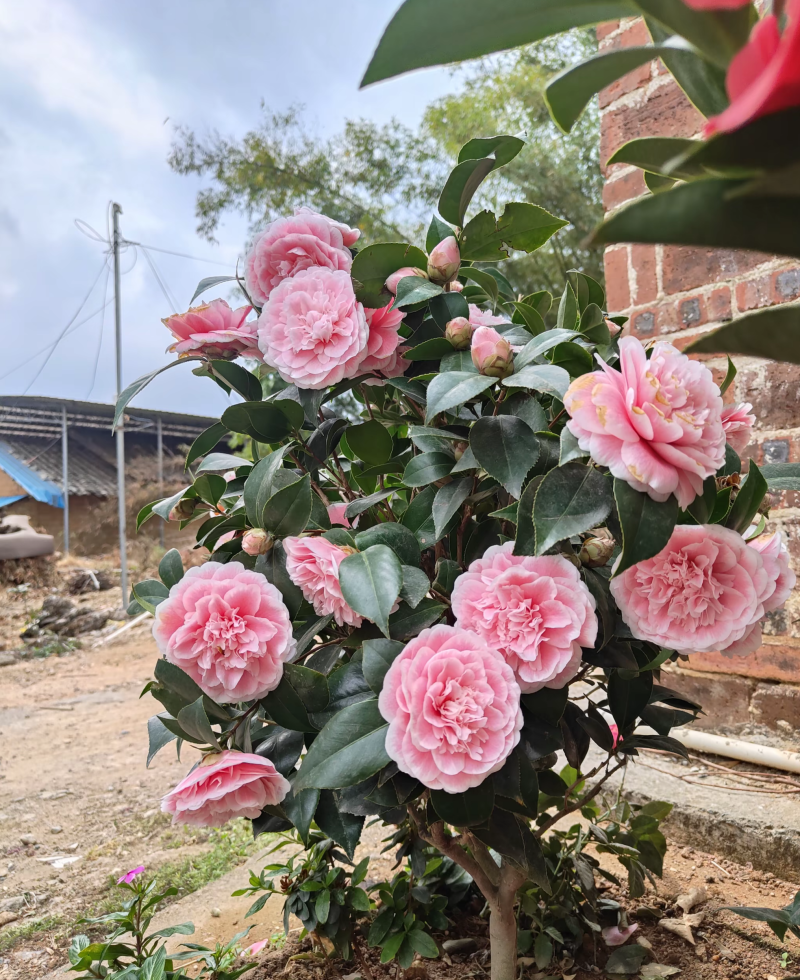 茶花带花苞发货花期长