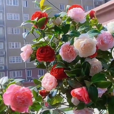 茶花带花苞发货花期长