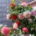 茶花带花苞发货花期长