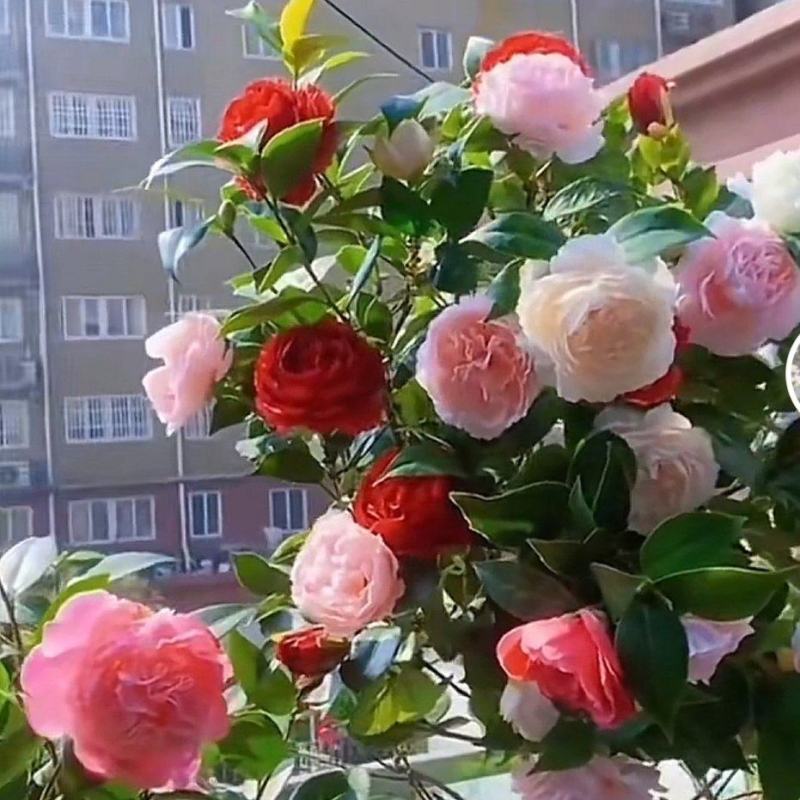 茶花带花苞发货花期长