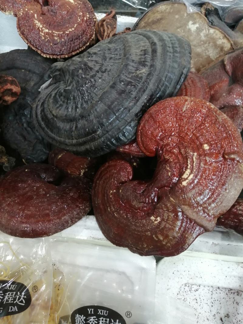 灵芝